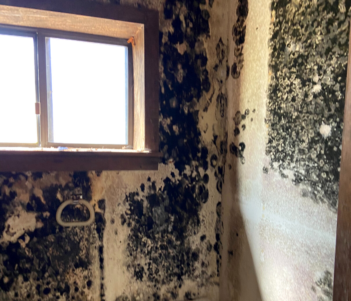 Mold removal near me in Essex, Connecticut.