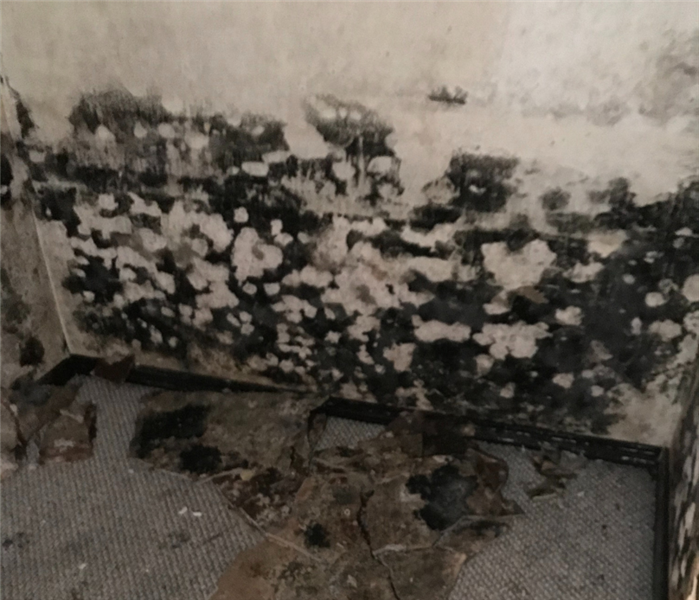 Mold removal near me in Deep River, CT.